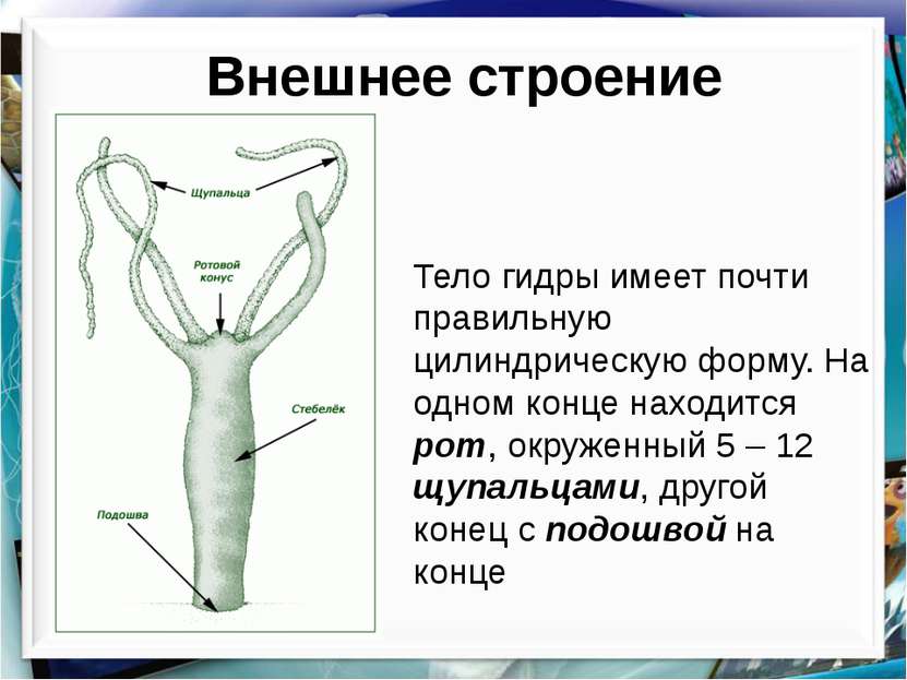 Darknet ссылки